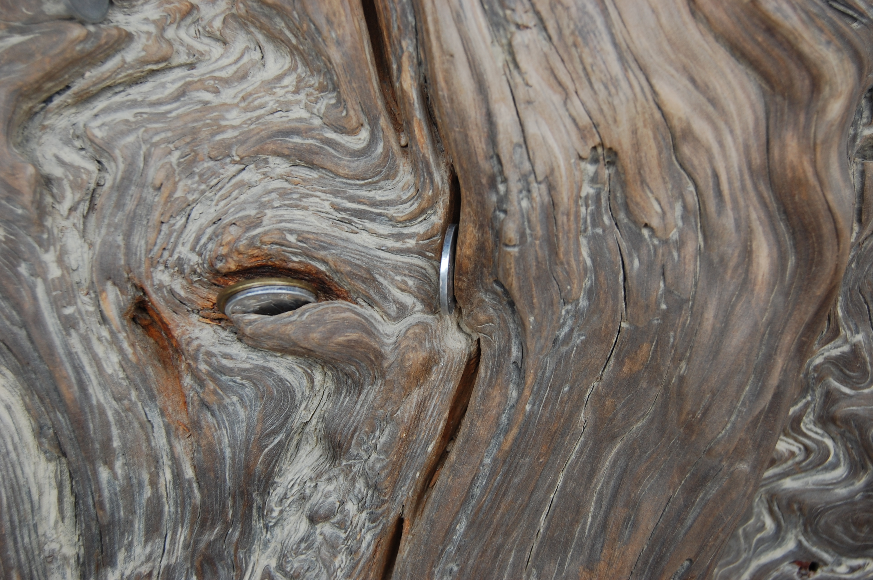 Nickels in Wood: Photo by Sharon Burtner